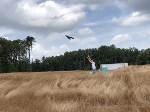 Man flying drone in field